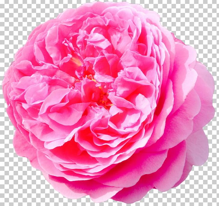 Flower Damask Rose Garden Roses PNG, Clipart, Camellia, Cari, Clipping Path, Cut Flowers, Damask Rose Free PNG Download