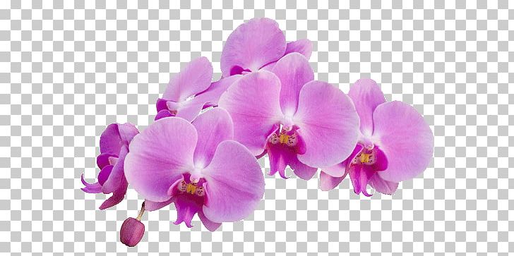 Orchid Purple PNG, Clipart, Flowers, Nature, Orchid Free PNG Download