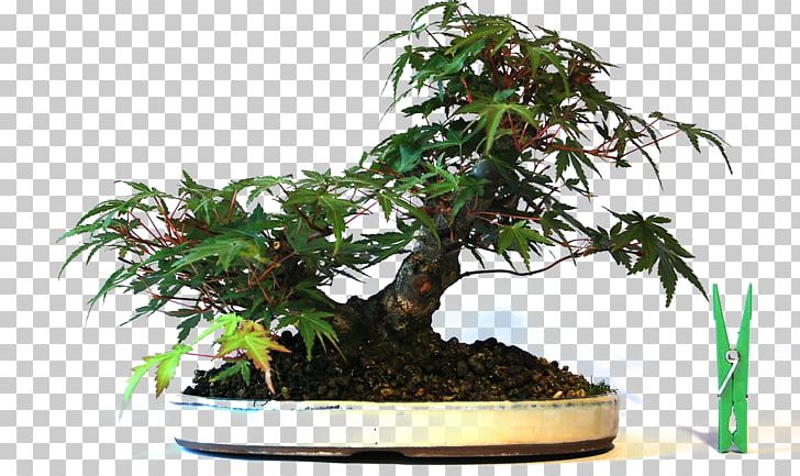 Chinese Sweet Plum Flowerpot Tree Sageretia PNG, Clipart, Bonsai, Flowerpot, Houseplant, Others, Plant Free PNG Download