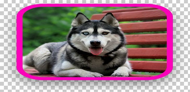 Miniature Siberian Husky Alaskan Malamute Sakhalin Husky Tamaskan Dog PNG, Clipart, Alaskan Klee Kai, Android, Animaatio, Boop, Carnivoran Free PNG Download