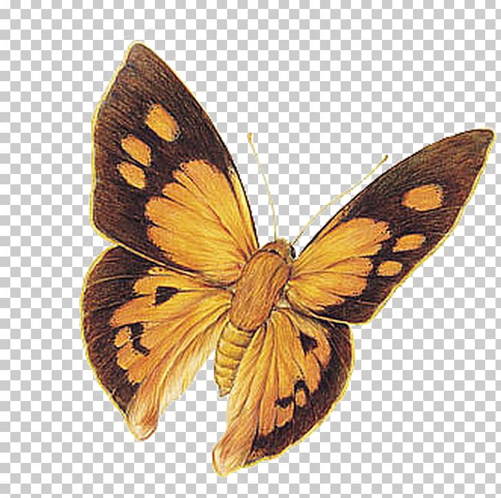 Monarch Butterfly Oil Painting Illustration PNG, Clipart, Arthropod, Artist, Brush Footed Butterfly, Color, Color Butterfly Free PNG Download
