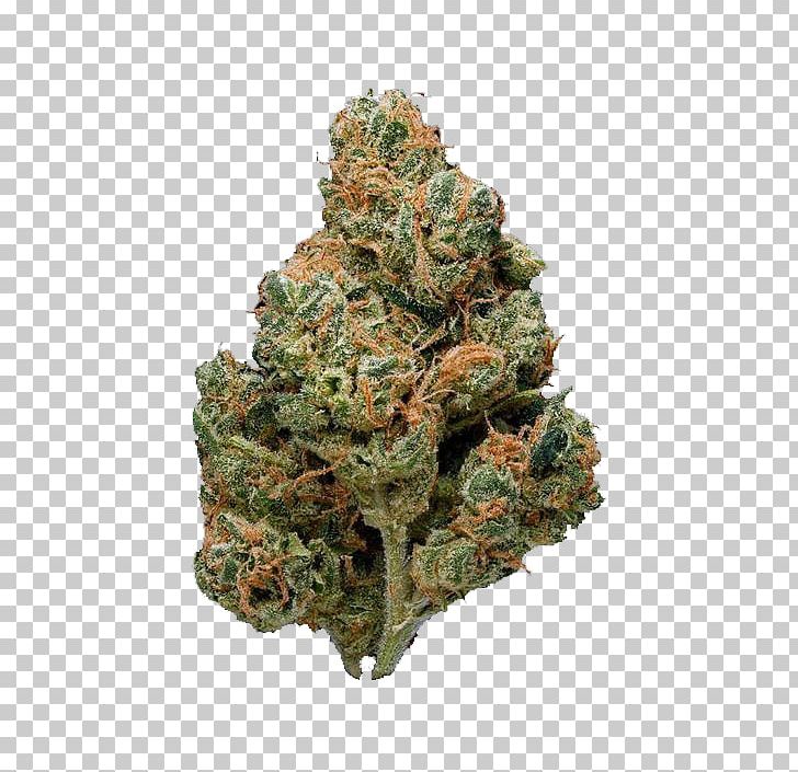 Sour Diesel Kush Cannabis Cup PNG, Clipart, Beslistnl, Cannabis, Cannabis Cup, Cannabis Sativa, Cannabis Shop Free PNG Download