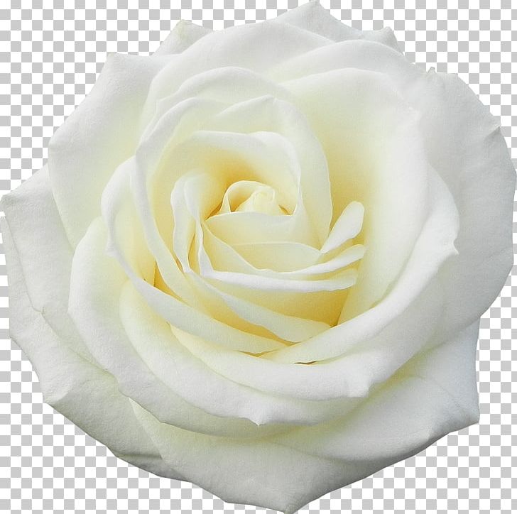 Garden Roses Flower White PNG, Clipart, Centifolia Roses, Cut Flowers, Digital Image, Floribunda, Flower Free PNG Download