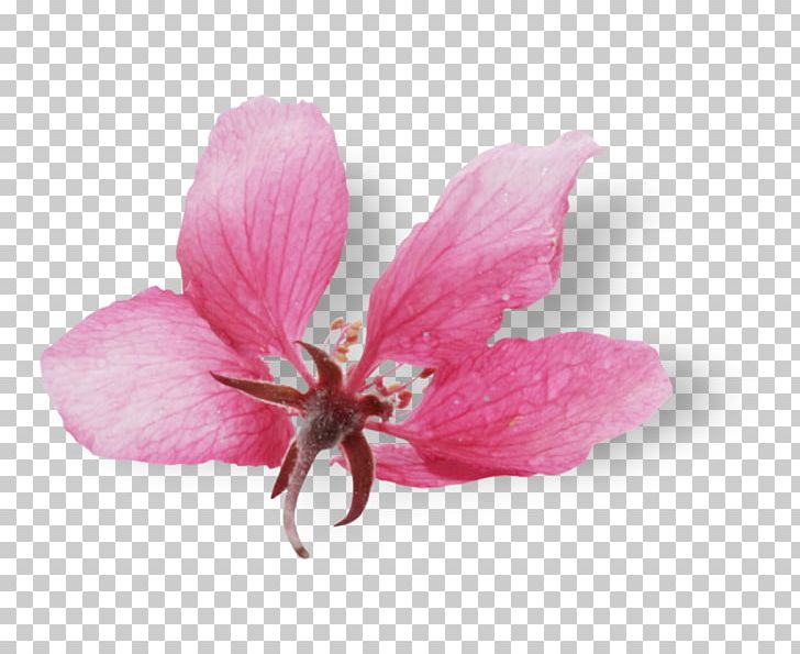 Mallows Pink M RTV Pink Herbaceous Plant PNG, Clipart, Blossom, Flower, Flowering Plant, Herbaceous Plant, Mallow Free PNG Download