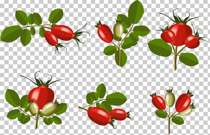Rose Hip Barbados Cherry Rosa Rubiginosa PNG, Clipart, Acerola, Acerola Family, Berry, Branch, Cherry Free PNG Download