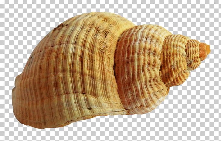 Seashell Cockle PNG, Clipart, Animal Product, Animals, Clam, Clams Oysters Mussels And Scallops, Cockle Free PNG Download