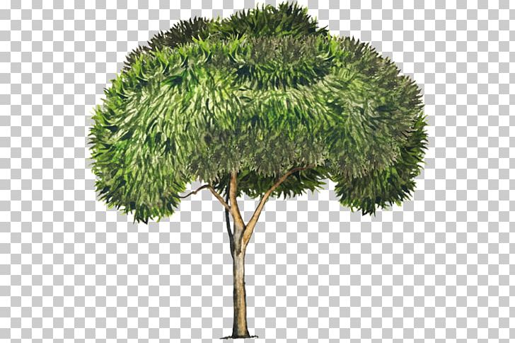 Tree Acacia Retinodes Acacia Longifolia Acacia Melanoxylon PNG, Clipart, Acacia, Acacia Dealbata, Acacia Longifolia, Acacia Melanoxylon, Acacia Retinodes Free PNG Download