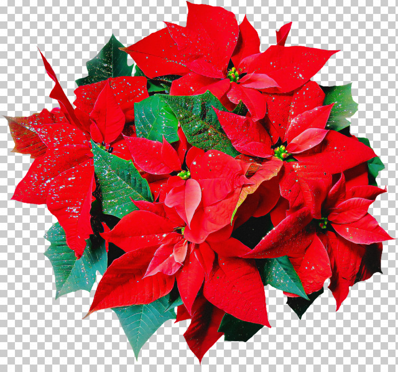 Christmas Day PNG, Clipart, Christmas Day, Christmas Lights, Christmas Plants, Christmas Tree, Flower Free PNG Download