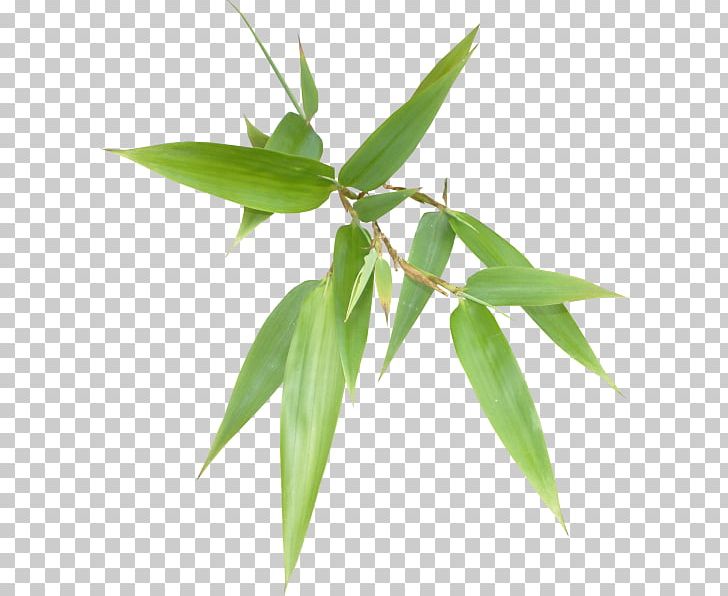 Bamboo PNG, Clipart, Bamboo, Bamboo Leaves, Bambusa Oldhamii, Campanulaceae, Cartoon Free PNG Download