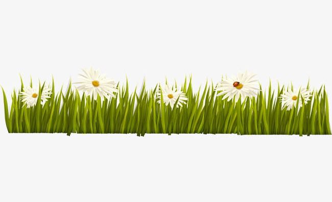 Green Grass Border Texture PNG, Clipart, Border Clipart, Borders, Chrysanthemum, Chrysanthemum Borders, Flowers Free PNG Download