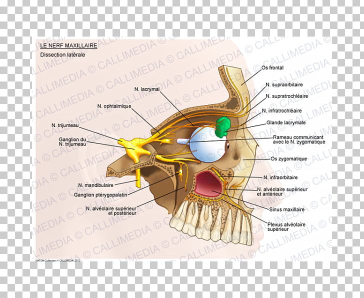 Maxillary Nerve Ophthalmic Nerve Trigeminal Nerve PNG, Clipart, Anatomy, Cranial Nerves, Diagram, Ear, Inferior Alveolar Nerve Free PNG Download