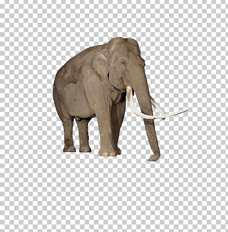 App For Kids Learn The Animals Android PNG, Clipart, Animal, App For Kids, Baby Elephant, Child, Cute Elephant Free PNG Download