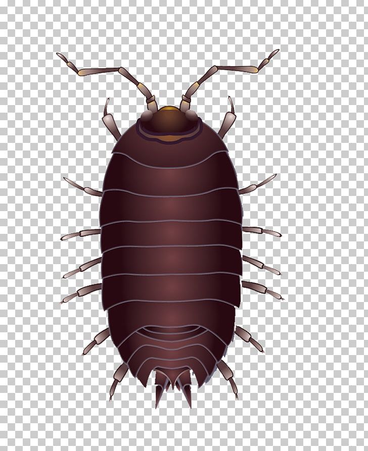 Beetle Mosquito Computer Icons PNG, Clipart, Animal, Animals, Arthropod, Beetle, Caterpillar Free PNG Download