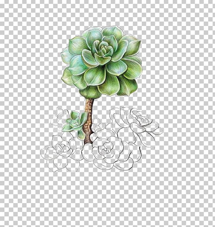 Succulent Plant Graptopetalum Paraguayense Illustration PNG, Clipart, Cartoon, Cartoon Plants, Colored Pencil, Creativ, Creative Free PNG Download