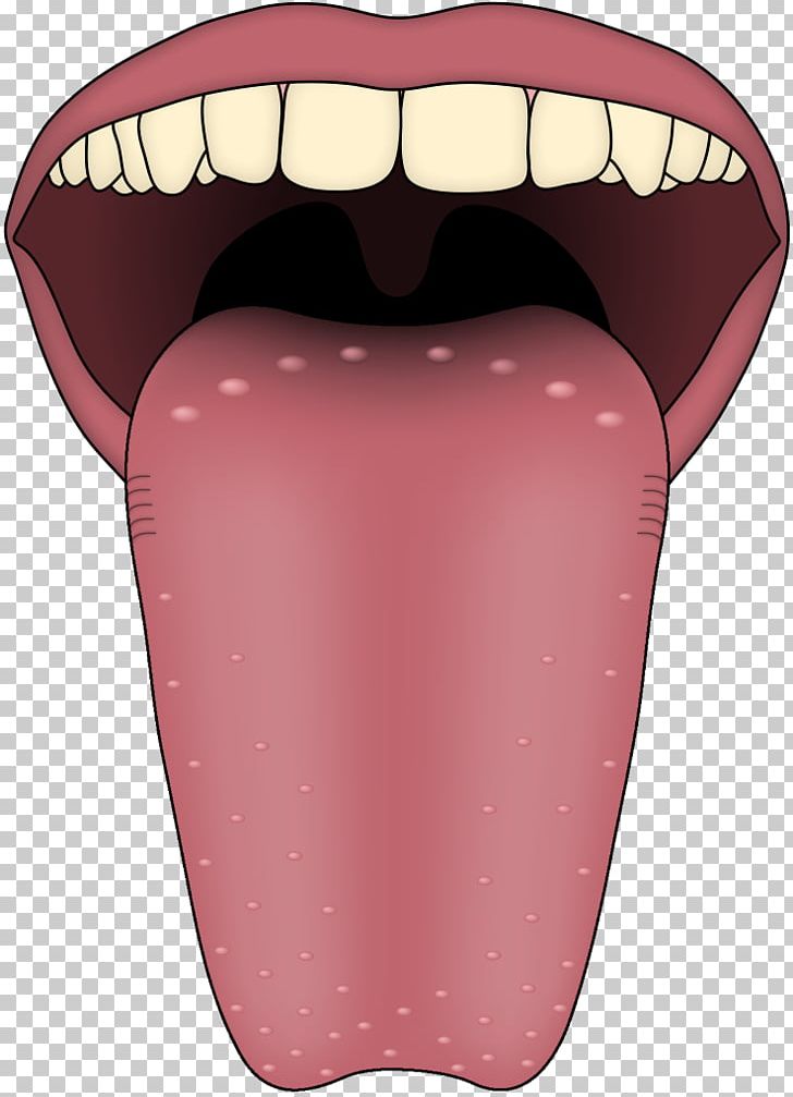 Tongue Map Transient Lingual Papillitis Taste Bud PNG, Clipart, Cheek, Forked Tongue, Jaw, Lingual Papillae, Lip Free PNG Download