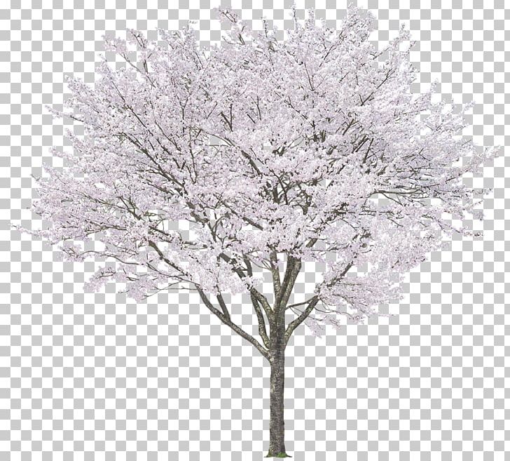 Tree Plant PNG, Clipart, 3d Computer Graphics, Animation, Arboles, Black And White, Blossom Free PNG Download