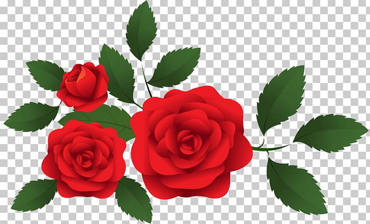 Garden Roses PNG, Clipart, Clipart, Cut Flowers, Download, Floral Design, Floristry Free PNG Download