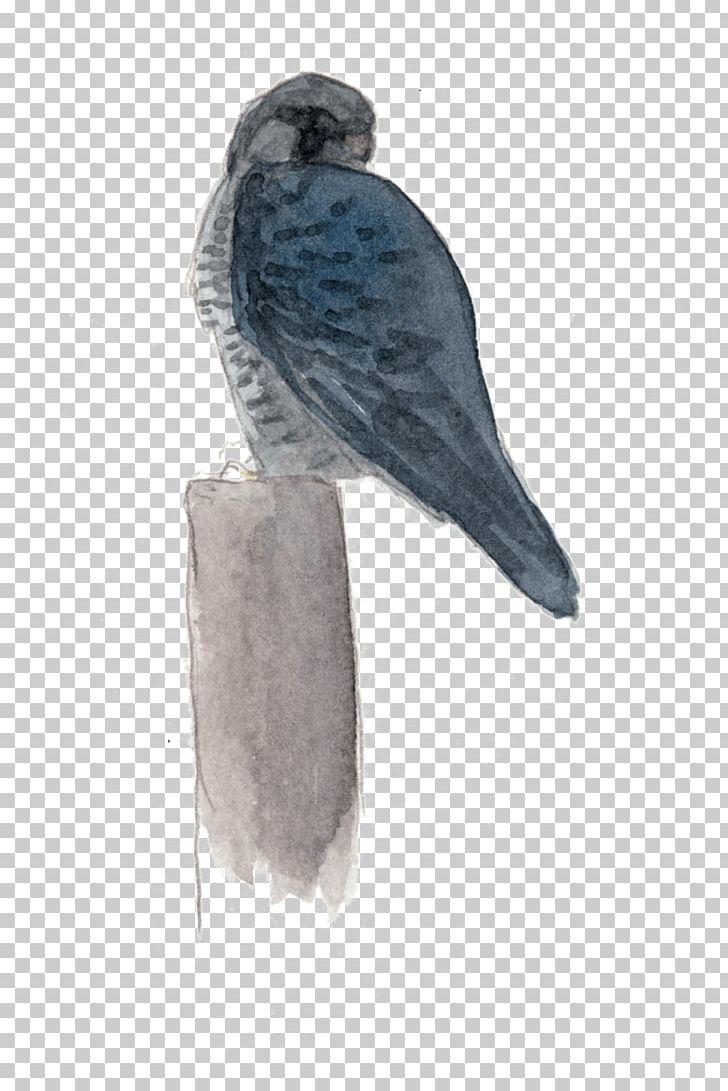 Hawk Parakeet Feather Falcon Beak PNG, Clipart, Animals, Beak, Bird, Bird Of Prey, Falcon Free PNG Download