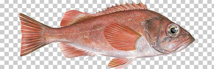 Northern Red Snapper Acadian Redfish Fish Products Rose Fish PNG, Clipart, Animals, Animal Source Foods, Atlantic Mackerel, Fauna, Fish Free PNG Download