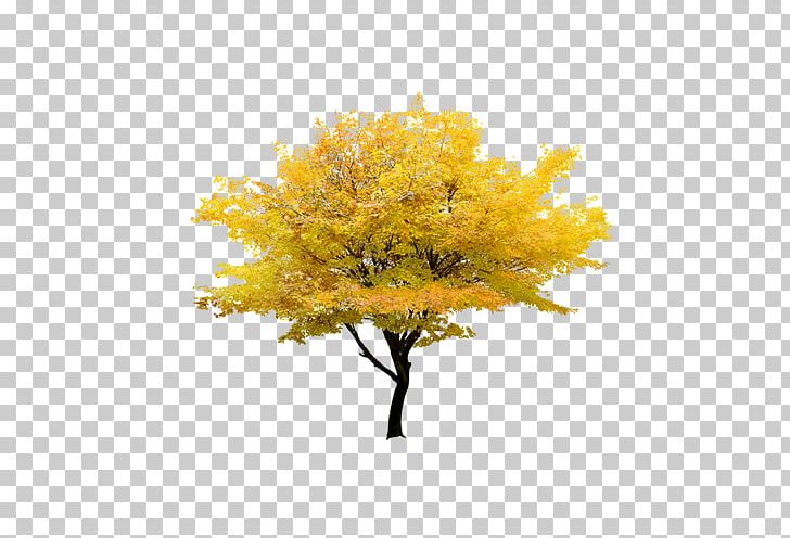 Red Maple Tree Maple Leaf PNG, Clipart, Autumn, Autumn Leaf Color, Autumn Tree, Branch, Christmas Tree Free PNG Download