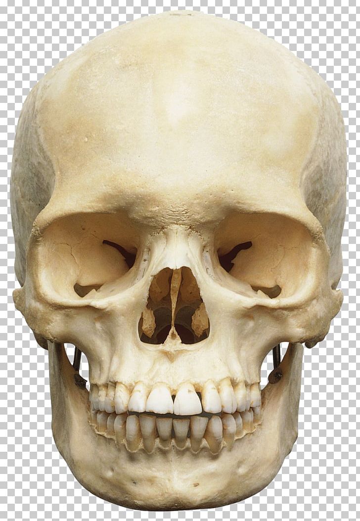 Skull Human Skeleton Anatomy Human Body Orbit PNG, Clipart, Anatomy, Bone, Brain, Facial Skeleton, Fantasy Free PNG Download