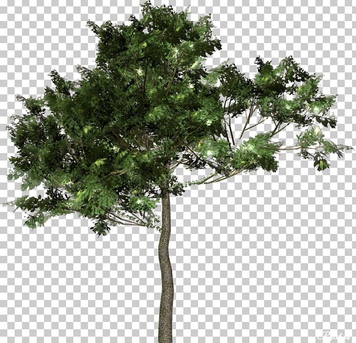 Tree Forest PNG, Clipart, Branch, Clip Art, Crown, Evergreen, Forest Free PNG Download