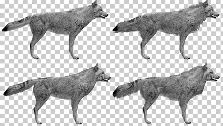 Czechoslovakian Wolfdog Saarloos Wolfdog Coyote Beagle PNG, Clipart, Animal, Beagle, Black And White, Canidae, Canis Lupus Tundrarum Free PNG Download