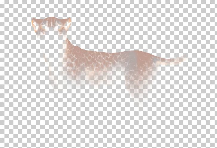 Whiskers Cat Dog Fur Mammal PNG, Clipart, Animals, Canidae, Carnivoran, Cat, Cat Like Mammal Free PNG Download