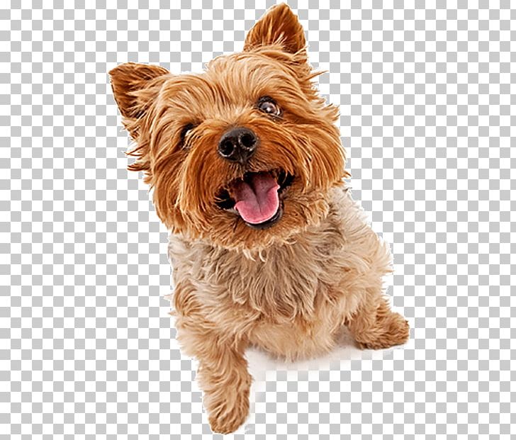 Yorkshire Terrier Staffordshire Bull Terrier American Staffordshire Terrier Puppy Pet PNG, Clipart, American Staffordshire Terrier, Animals, Carnivoran, Companion Dog, Dog Breed Free PNG Download