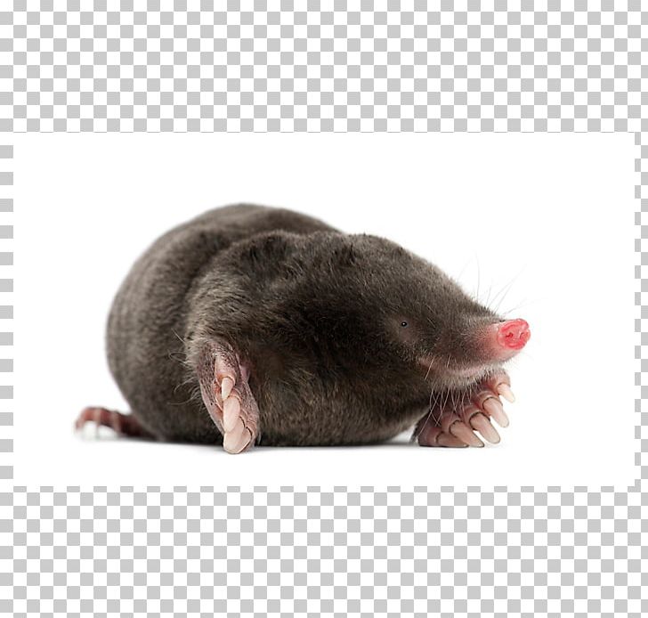 Rodent Mouse Rat Mole Pest Control PNG, Clipart, Animals, Burrow, Eastern Mole, Fauna, Fossorial Free PNG Download