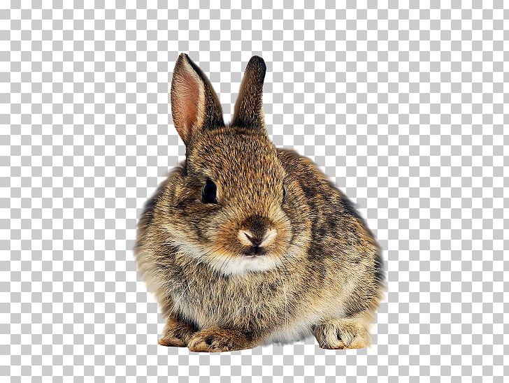 Domestic Rabbit Hare European Rabbit White Rabbit PNG, Clipart, Animal, Animals, Domestic Rabbit, European Rabbit, Fauna Free PNG Download