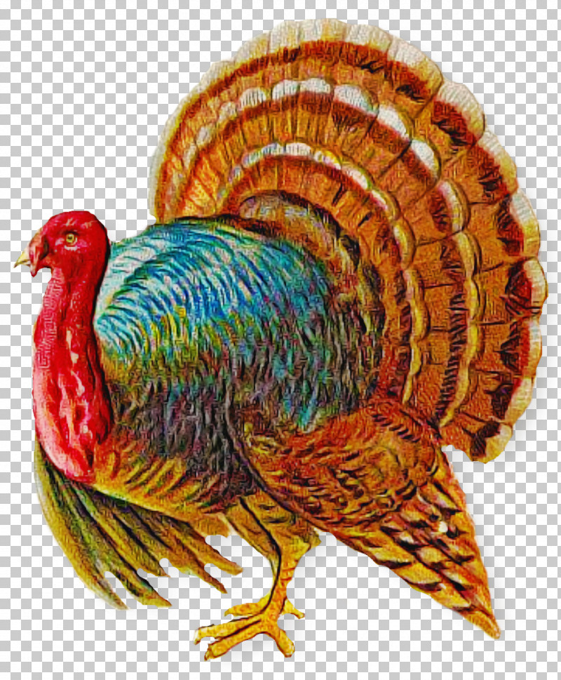 Bird Turkey Fowl Beak Rooster PNG, Clipart, Beak, Bird, Fowl, Rooster, Turkey Free PNG Download