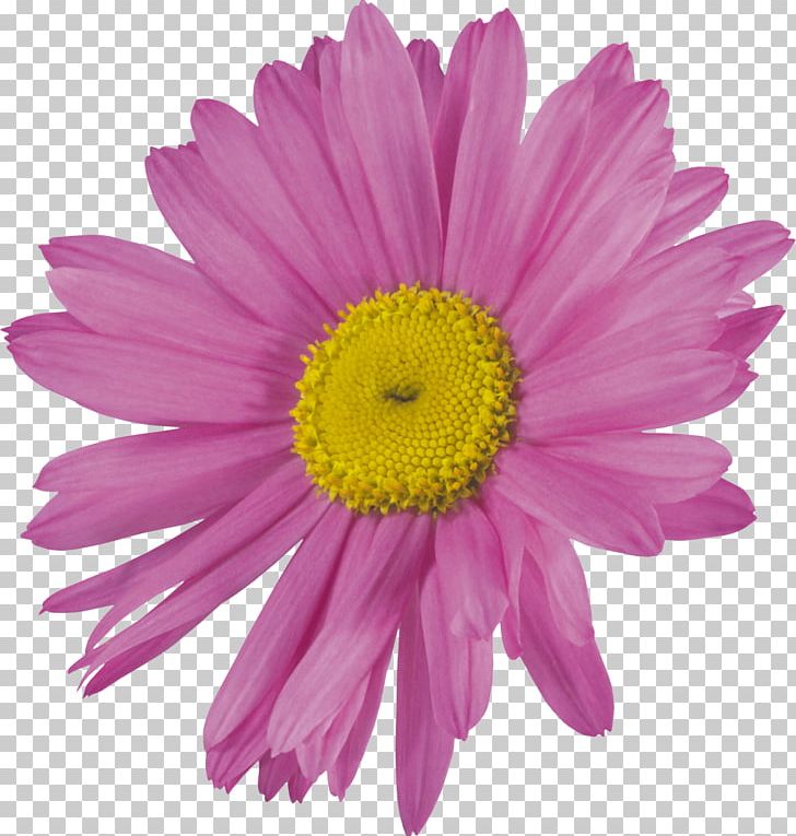 Cut Flowers Chrysanthemum PNG, Clipart, Annual Plant, Aster, Chrysanthemum, Daisy Family, Flower Free PNG Download