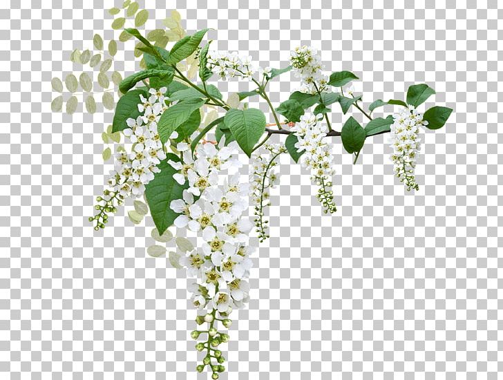 Prunus Padus Белая черёмуха White Color PNG, Clipart, Blue, Branch, Color, Coloring Book, Description Free PNG Download
