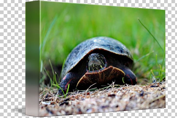 Box Turtles Tortoise Terrestrial Animal PNG, Clipart, Animal, Box Turtle, Box Turtles, Emydidae, Fauna Free PNG Download
