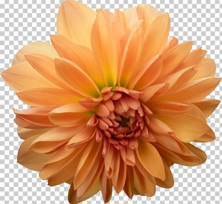 Dahlia Cut Flowers Daisy Family Petal PNG, Clipart, Chrysanthemum, Chrysanths, Cut Flowers, Dahlia, Daisy Family Free PNG Download