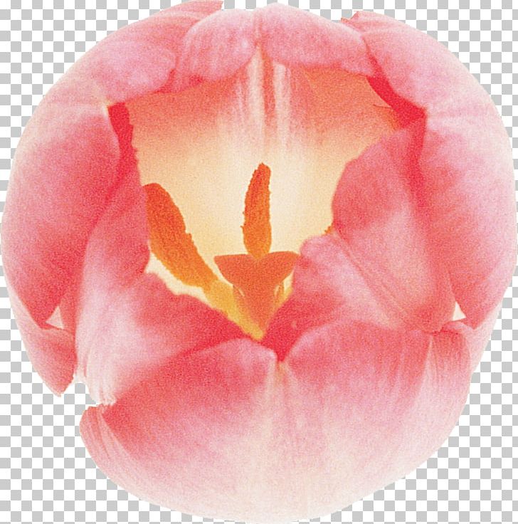Tulip Flower Lilac Pink Blue PNG, Clipart, Black, Blue, Cicek, Closeup, Flower Free PNG Download