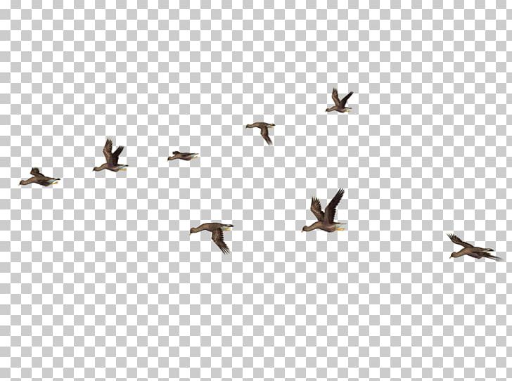 Birds PNG, Clipart, Birds Free PNG Download