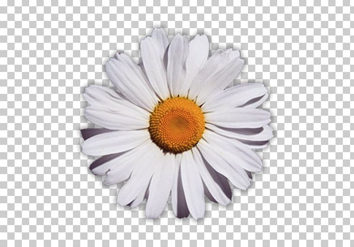 Common Daisy Flower Glog PNG, Clipart,  Free PNG Download