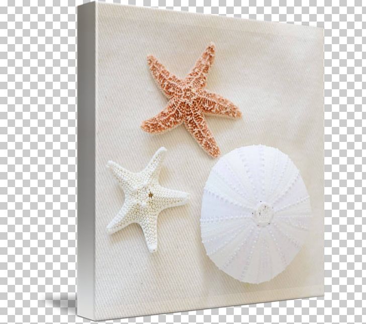 Starfish PNG, Clipart, Animals, Echinoderm, Seashell Watercolor, Starfish Free PNG Download