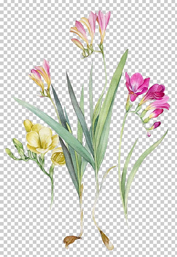Watercolour Flowers Watercolor Painting Botanical Illustration Freesia ...