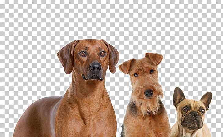 Dog Breed Rhodesian Ridgeback Dog Food Companion Dog Royal Canin PNG, Clipart, Adult, Breed, Chewy, Companion Dog, Crossbreed Free PNG Download