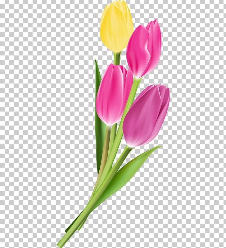 Flower Tulip Photography PNG, Clipart, Art, Beautiful Girl, Beauty, Beauty Salon, Beauty Vector Free PNG Download