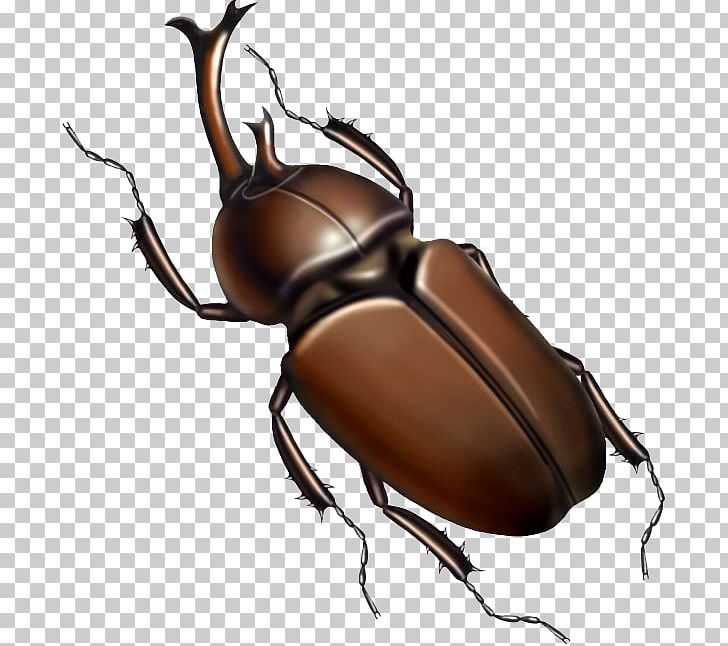 Japanese Rhinoceros Beetle Insect Cockroach Illustration PNG, Clipart, Animals, Arthropod, Bed, Bed Bugs, Beetle Free PNG Download