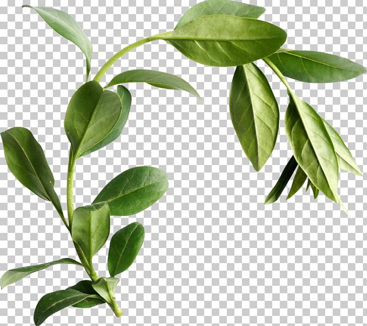 Leaf Plant Stem Herb PNG, Clipart, Branch, Bundle, Herb, Leaf, Plant Free PNG Download