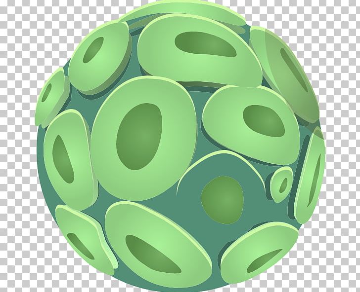 Plant Cell Cell Biology PNG, Clipart, Algae, Biology, Cell, Cell Biology, Circle Free PNG Download