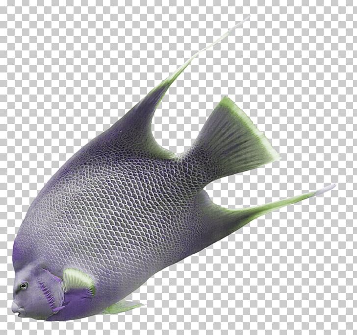 Purple Grey Fish Violet PNG, Clipart, Animal, Animals, Aquarium Fish, Download, Fish Free PNG Download
