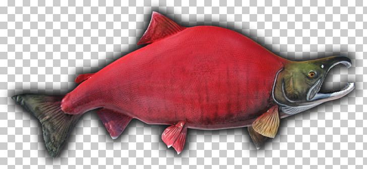 Fish Sockeye Salmon Taxidermy Beak Showcase PNG, Clipart, Animal Figure, Beak, Color, Fauna, Fish Free PNG Download