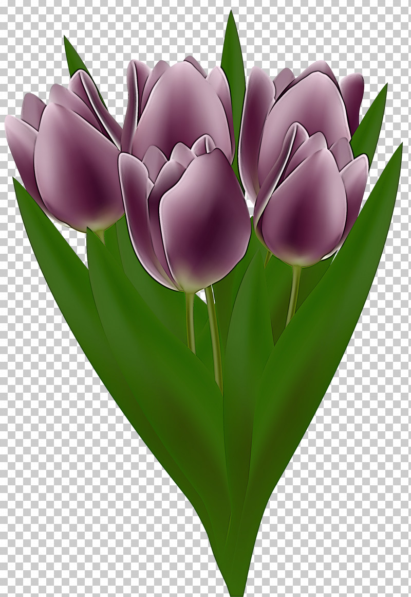 Tulip Flower Petal Purple Violet PNG, Clipart, Crocus, Cut Flowers, Flower, Lily Family, Petal Free PNG Download