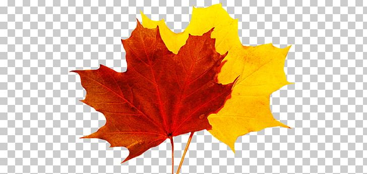 Autumn Leaf Color PNG, Clipart, Autumn, Autumn Leaf Color, Computer Icons, Desktop Wallpaper, Fall Free PNG Download